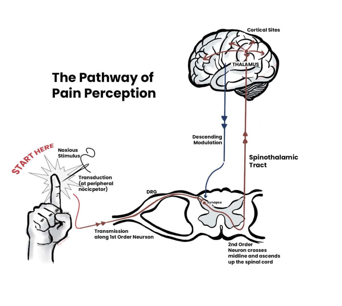 Picture from : now.aapmr.org. At the heart of pain modulation: discover how morphine influences nociceptors to alleviate suffering